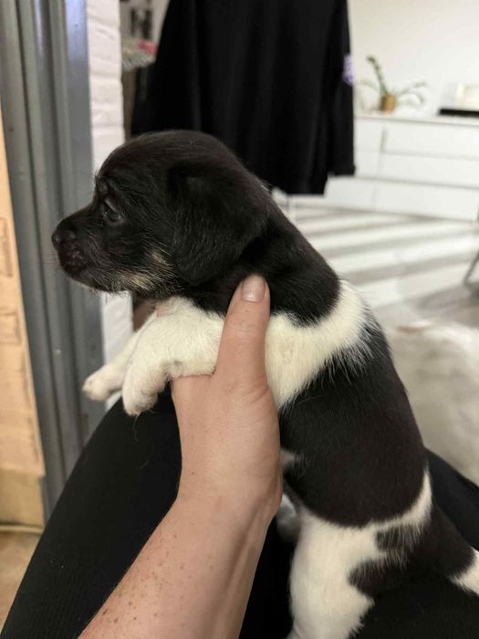 Dwa szczeniaczki szukają domku .