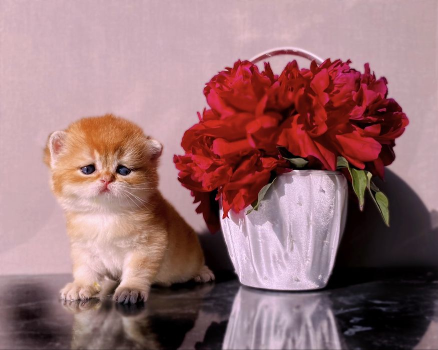 Британська золота ШИНШИЛА