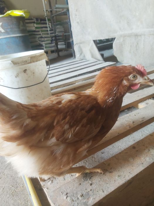 Курочка 5 міс Ломан Браун