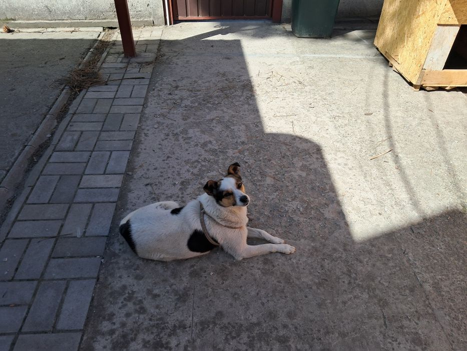 Отдам собачку в хорошие руки