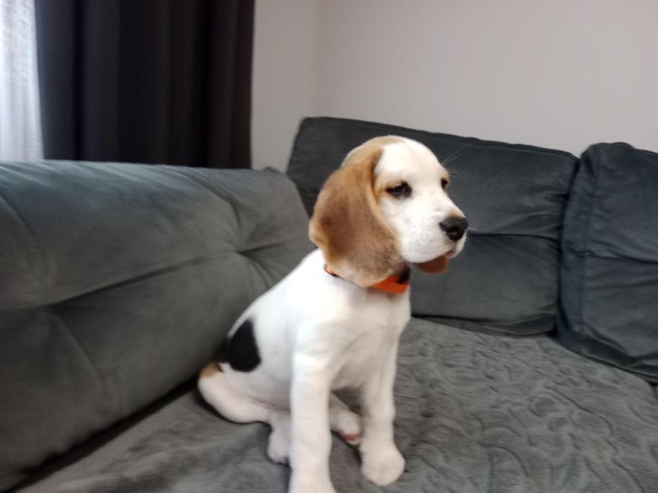 Beagle szczeniak