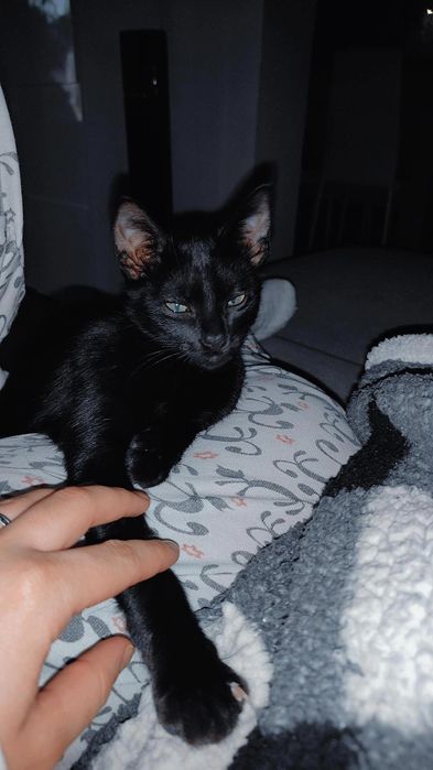 Dá-se gatinho de 5 meses para adoção responsável