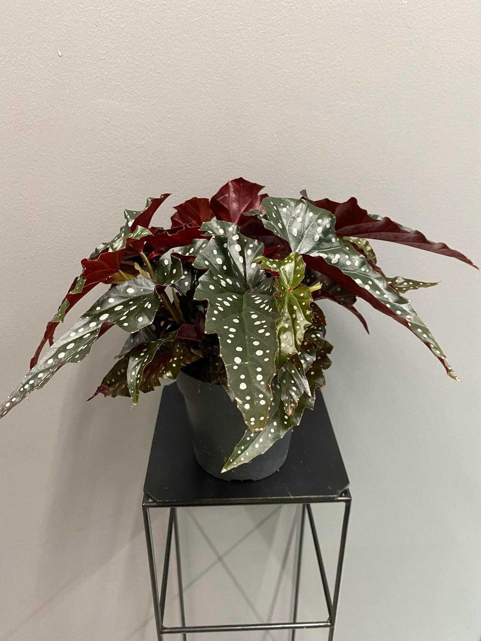 Begonia Black Forest
