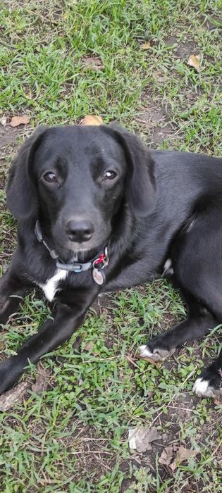 Собачки разных пород