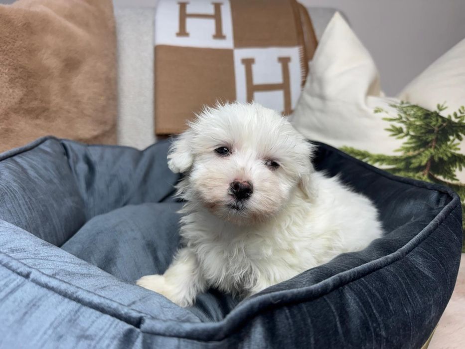 maltanczyk szczeniak