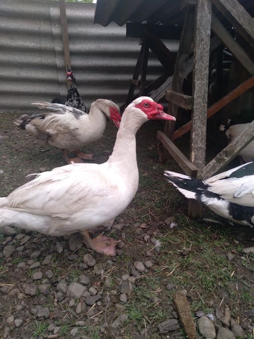 Продам качурів .