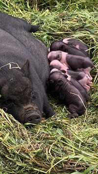 Mini-pigs Vietnamitas