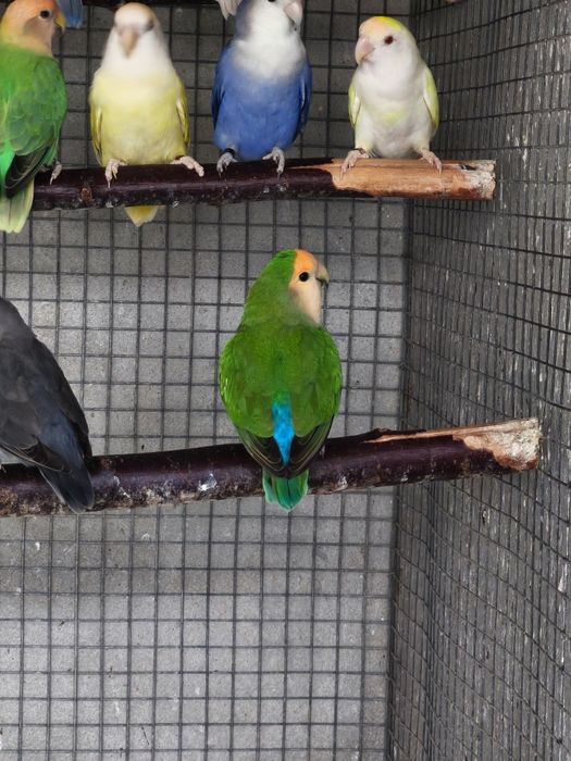 Agapornis roseicollis