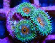 Zoanthus Capitan Ameryka