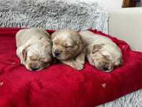 Szczeniak Pies Golden Retriever