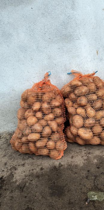 Ziemniaki LORD jadalne i paszowe