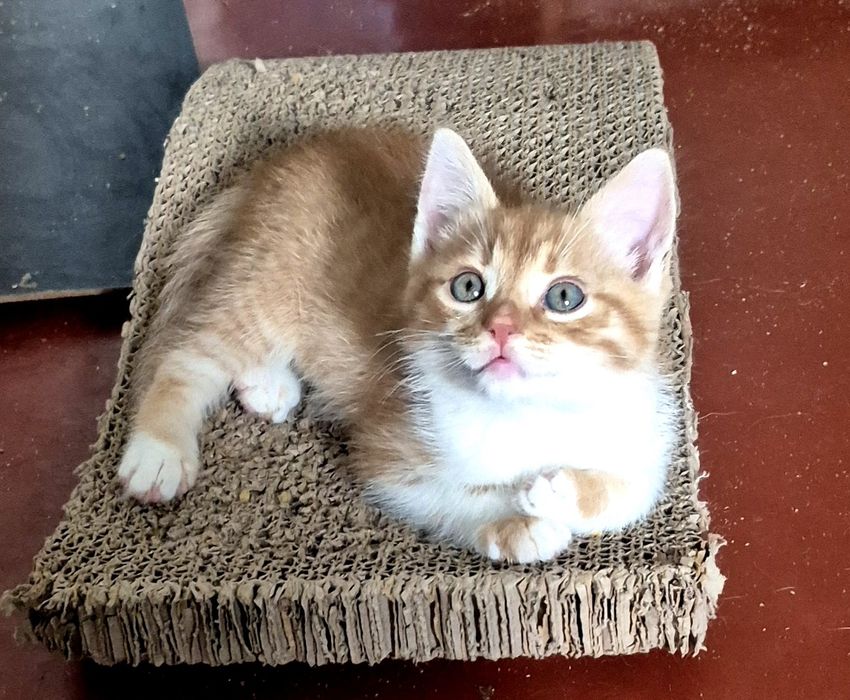 Кошенята-хлопчики у пошуку родин