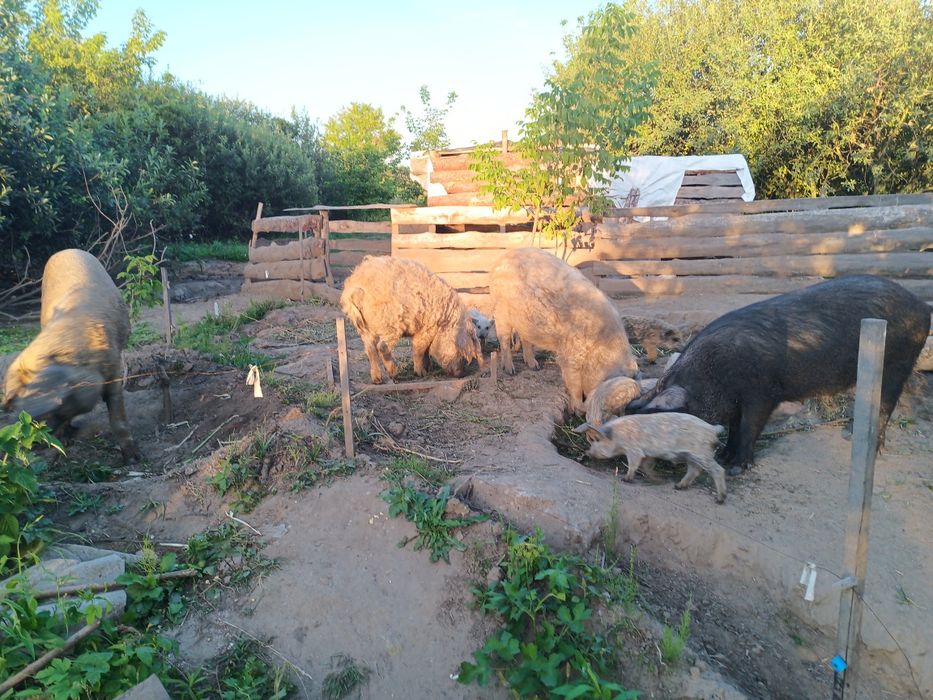 Поросята Венгерської мангалиці