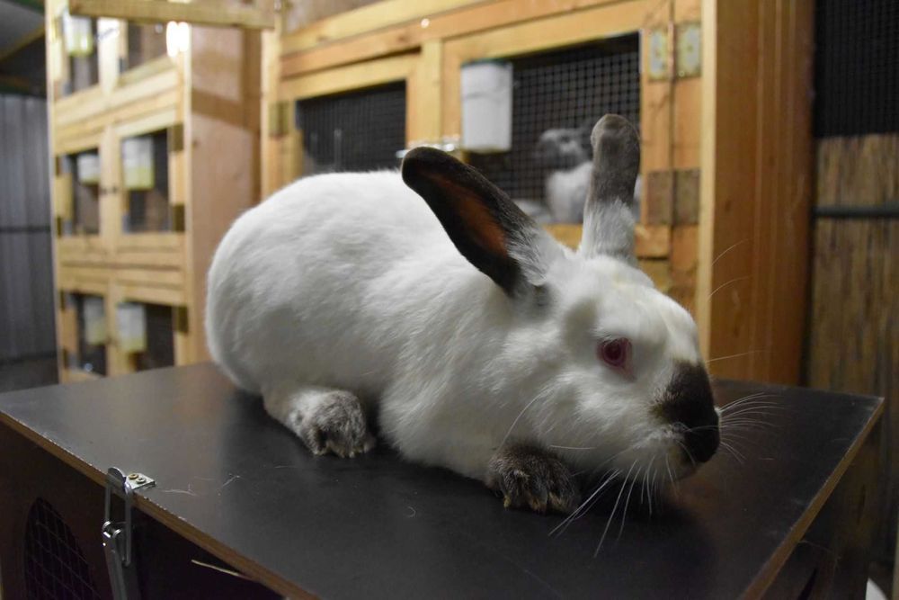 Królik kalifornijski