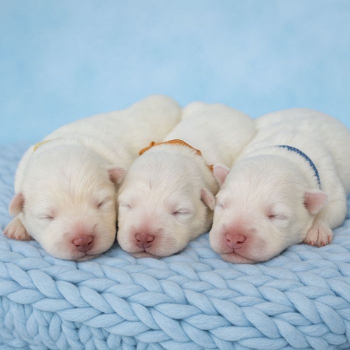 Szczenię Samoyed ZKwP odbiór GRUDZIEŃ 2025