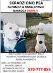 Skradziono psa American Bully 32-540 Trzebinia nagroda 5 tys zł