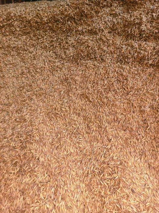 Owies Mieszanka zbożowa owies-jęczmień