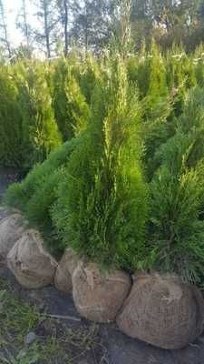 Tuja thuja szmaragd w doniczkach 140-160cm Dostawa