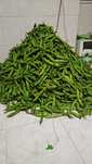 Favas Biológicas