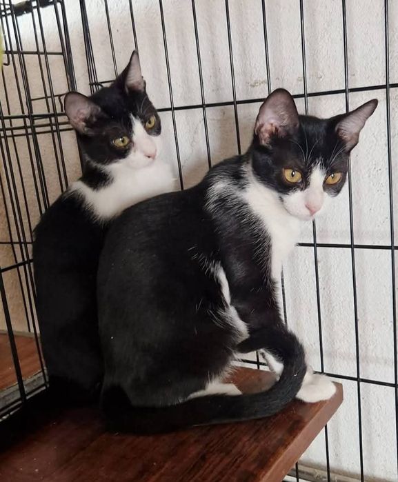 Gatinhos bebés com esterilização gratuita para adoção