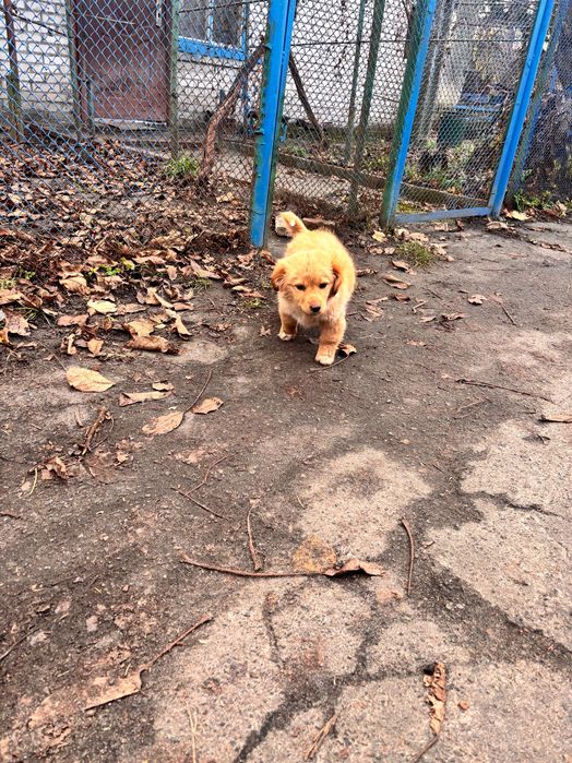 Цуценя  2-3 місяці буде невеличке