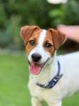 Jack Russell Terrier P I E S E K od # SMARTIE JACKS # rodzice ZKwP/FCI