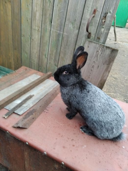 кролики полтавське срібло.