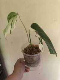 Monstera deliciosa variegata  sadzonka