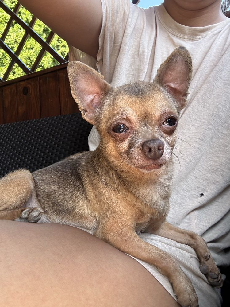 Sunia Chihuahua