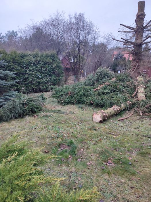 Gałęzie świerka swierze