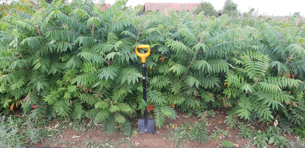 Akacja , amfora, ewoida rośliny miododajne