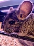 Szynszyla - gryzoń domowy | Petmarket