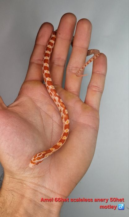 Waz zbożowy węże samce I samiczki het scaleless