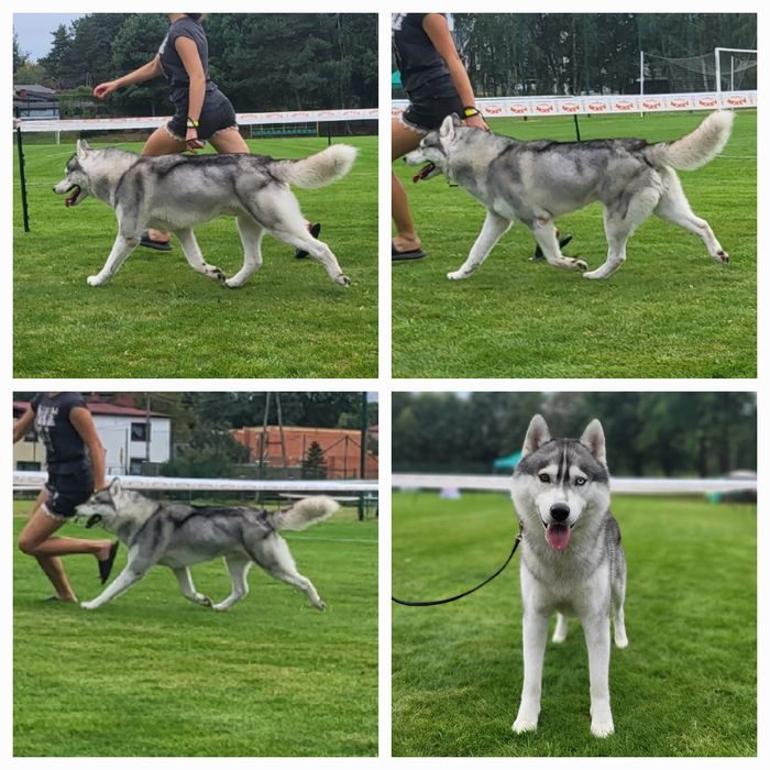 Szczenię siberian husky ZKwP FCI szczeniak haski rodowód po champion