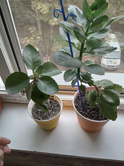 Продаються квіти