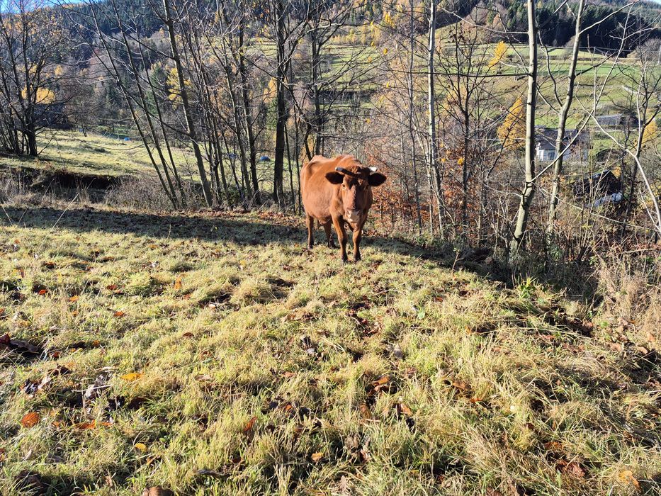 Krowa cielna sprzedam