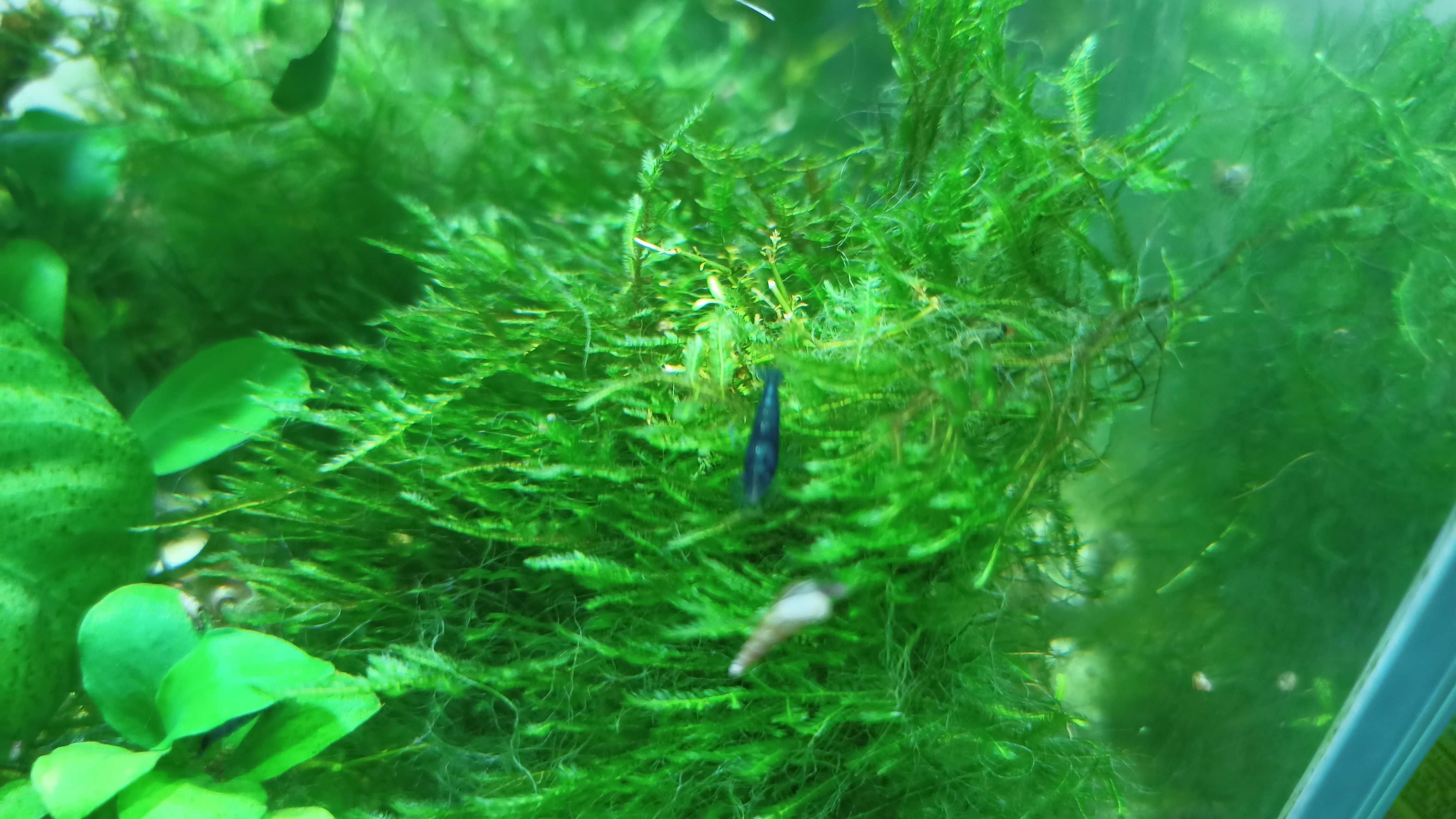 Camarões Neocaridina Blue Dream