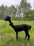 Alpaca alpaka samiec huacaya