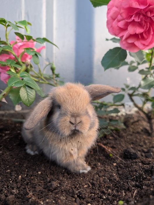 Mini lop, baranek miniaturka, metryka