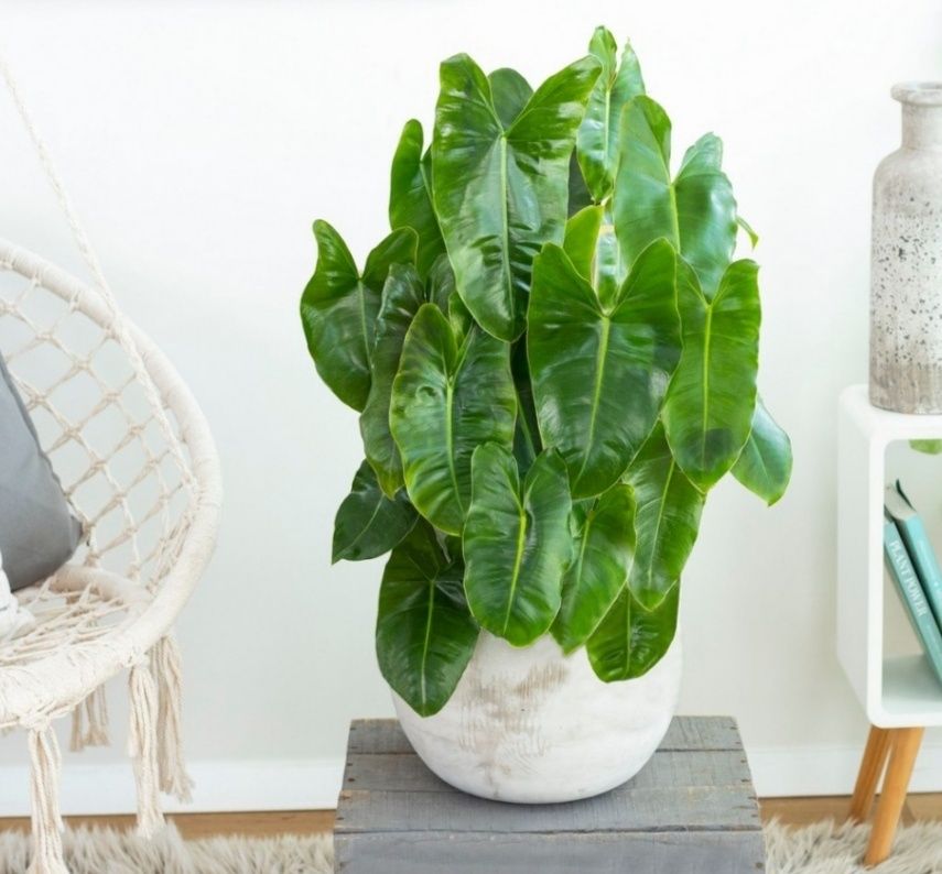 Philodendron burle marx variegata regres
