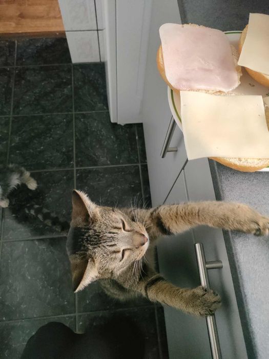 Kotka do adopcji. Pilne!