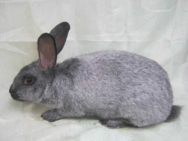 кролики полтавське срібло самці