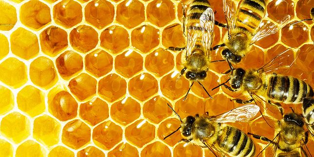 Продам бджолосім‘ї, бджолопакети