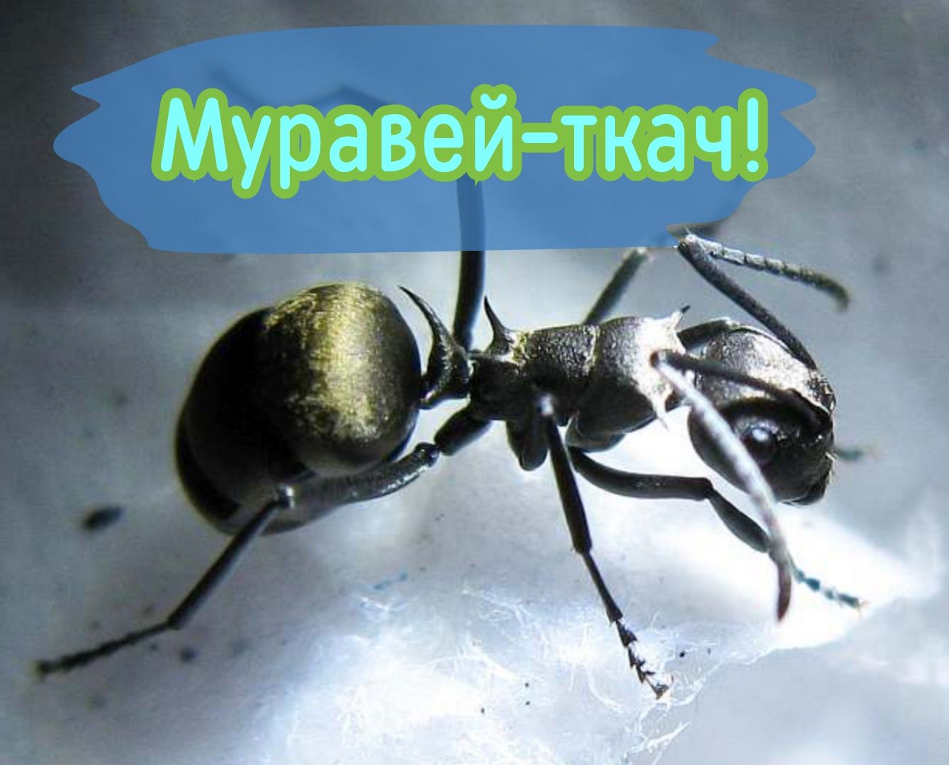 Продам муравьёв-ткачей Polyrhachis dives + корм в подарок! ЛУЧШАЯ ЦЕНА