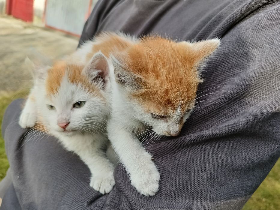 Oddam kotki w dobre ręce