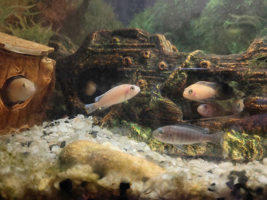 Продам акваріумних рибок,  цихлід