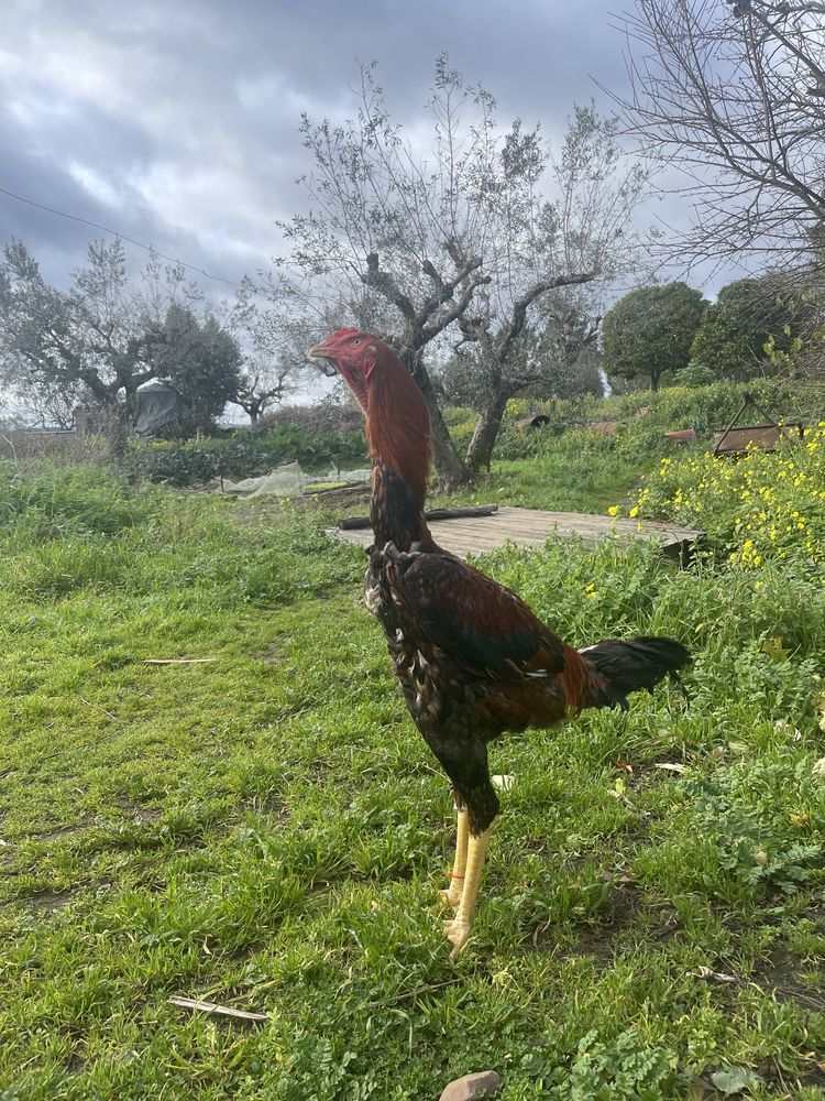 Indio Gigante - OVOS