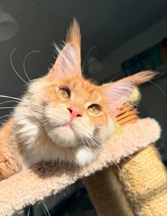 Кошенята на продаж