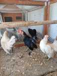 Serama [machos]- casal de Easter egger e casal de marans