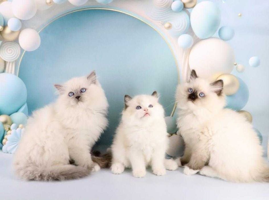 Файні, чемні, охайні, ласкаві кошенята породи Ragdoll